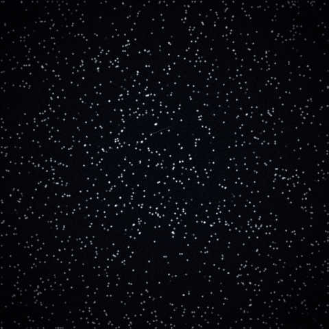 Second star plate; the same comet has shifted up and right